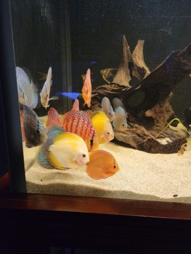 Golden Lollipop Discus photo review