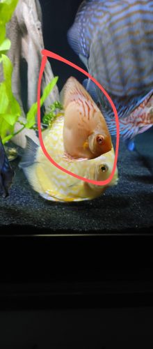 Golden Leopard Discus, Light Base photo review