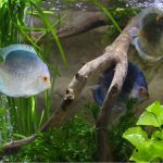 Blue Mercury Discus photo review