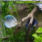 Blue Mercury Discus photo review