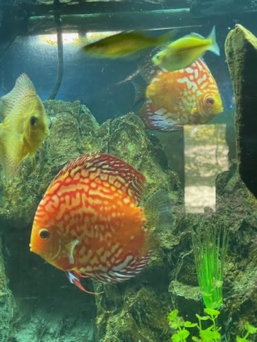 Golden Melon Throwback Discus photo review