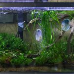 Blue Mercury Discus photo review