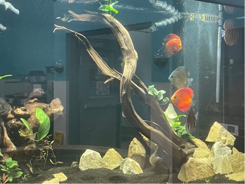 Golden Melon Throwback Discus photo review