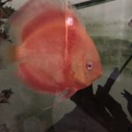 Albino Red Golden Melon Discus photo review