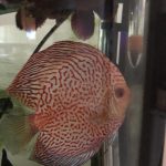 Golden Leopard Discus, Light Base photo review