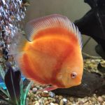 Albino Red Golden Melon Discus photo review