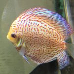 Golden Leopard Discus, Light Base photo review