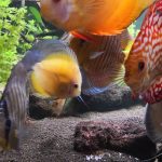 Golden Lollipop Discus photo review