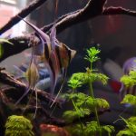 Large Wild Atabapo Altum Angel Fish 4-5" photo review