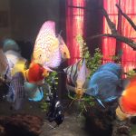 Golden Lollipop Discus photo review