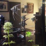 Large Wild Atabapo Altum Angel Fish 4-5" photo review