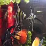 Large Wild Atabapo Altum Angel Fish 4-5" photo review