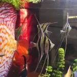 Large Wild Atabapo Altum Angel Fish 4-5" photo review
