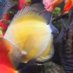 Golden Lollipop Discus photo review