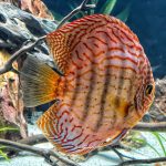 High Bodied Blue Cobalt Discus photo review