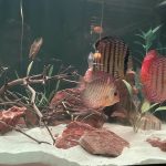 High Bodied Blue Cobalt Discus photo review