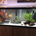 Gold Nugget Plecostomus photo review