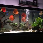 Gold Nugget Plecostomus photo review