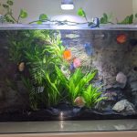 Snow White Discus photo review