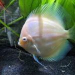 Snow White Discus photo review