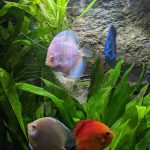 Snow White Discus photo review