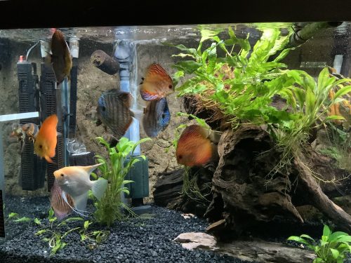 Tangerine Golden Melon Discus photo review