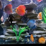 Red Eagle Discus, Clustered Pattern photo review