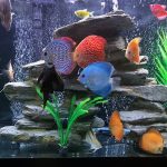 Red Eagle Discus, Clustered Pattern photo review