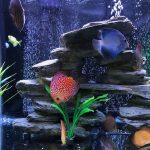 Red Eagle Discus, Clustered Pattern photo review
