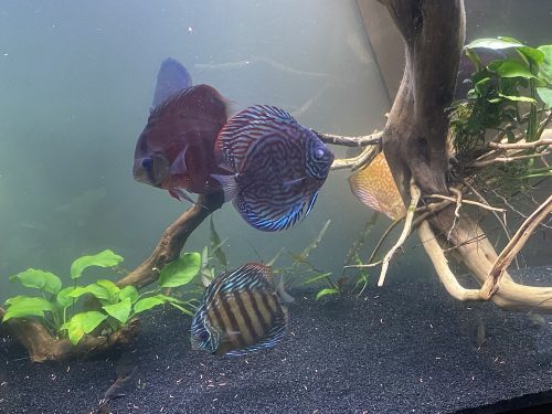 German Red Turquoise Discus, Blue Base photo review