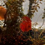 Red Melon Throwback Discus photo review