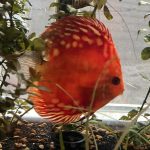 Red Melon Throwback Discus photo review