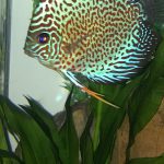 Blue Leopard Discus, Orange Base photo review
