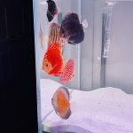 Marlboro Red Panda Discus photo review