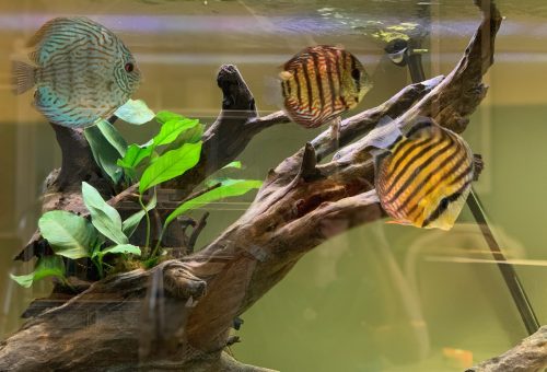 Striated Cobalt Discus photo review