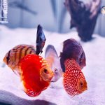 Marlboro Red Panda Discus photo review