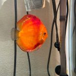 Marlboro Red Panda Discus photo review