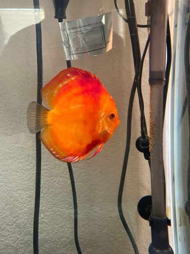 Marlboro Red Panda Discus photo review