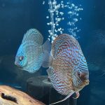German Red Turquoise Discus, Red Base photo review