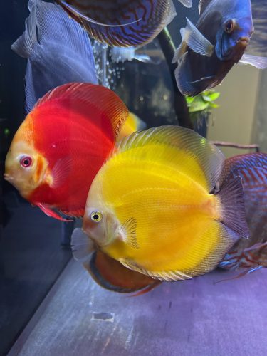 Fiamma Rossa Discus photo review