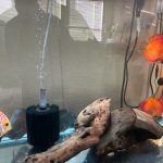 Marlboro Red Panda Discus photo review