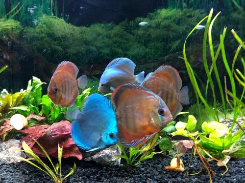 Neon Sapphire Discus photo review
