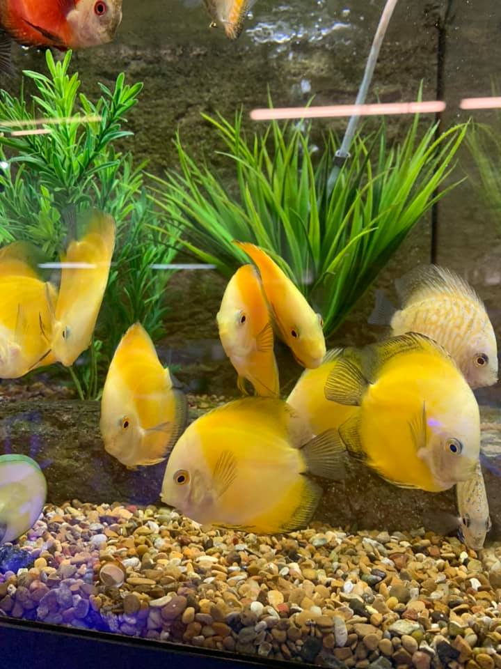 Marlboro Yellow Discus - Image 4