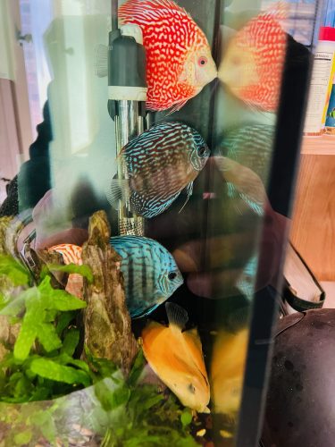 Golden Leopard Discus, Light Base photo review