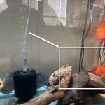 Super Pigeon Snakeskin Discus, Yellow Base photo review