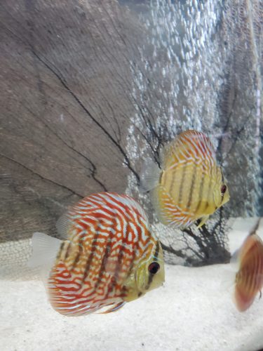 Turquoise Alenquer Cross Discus, Green Base photo review