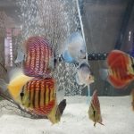 Turquoise Alenquer Cross Discus, Green Base photo review