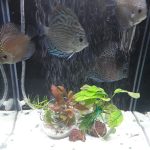 High Bodied Blue Tiger Turquoise Discus photo review