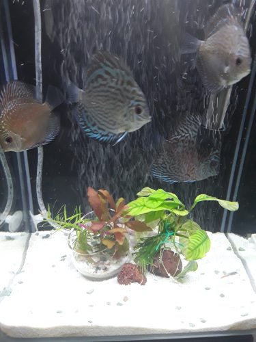 Brilliant Blue Turquoise Discus, Green Base photo review