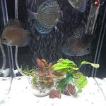 High Bodied Blue Tiger Turquoise Discus photo review